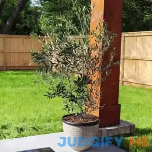 Arbequina Olive Tree