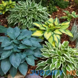 Garden State Bulb Hosta Variegated Mix