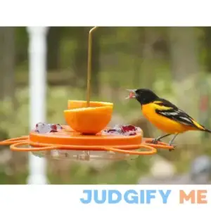 Birds Choice Oriolefest Oriole Feeder 12oz