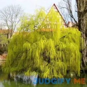 Weeping Willow Tree - 4-5ft tall