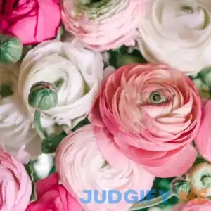 Ranunculus Pastel Mix Persian Buttercup Bulbs