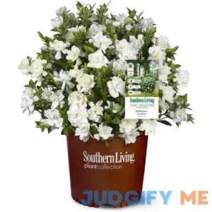 Southern Living 2 Gal. Jubilation Gardenia Shrub