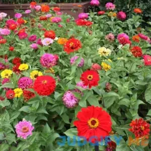 Zinnia Seed Mix 1/4 LB + Bulk Sizes