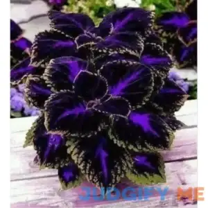 Black Purple Coleus Flowers Easy To Grow Garden 25+ seeds