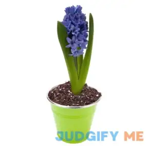 FoxFarm Happy Frog Potting Soil