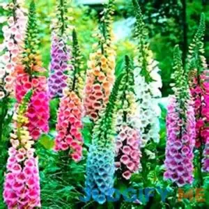 Beautiful Mixed Foxglove 100 Seeds! Comb. by payneandjesus
