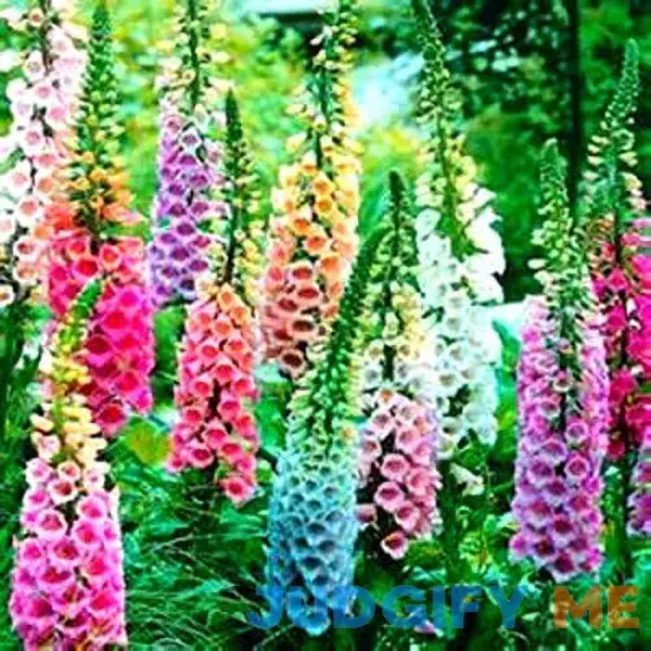 Beautiful Mixed Foxglove 100 Seeds! Comb. by payneandjesus Beautiful Mixed Foxglove 100 Seeds! Comb. by payneandjesus