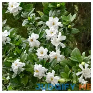 Gardenia 'Frostproof' 1pc National Plant Network U.S.D.A Hardiness Zone 7-11