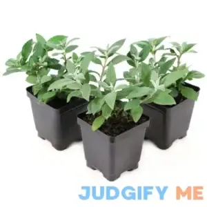 National Plant Network 3.25 in. Buddleia Butterfly Bush Dwarf Dapper LW1527