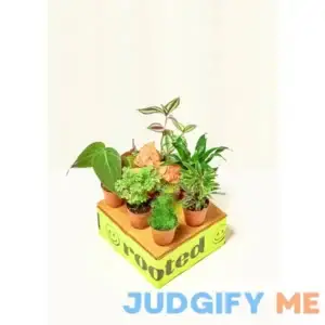 Baby Mystery Jungle Box