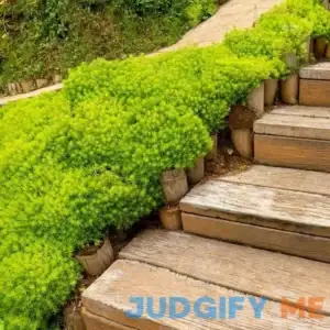 Angelina Sedum Plant