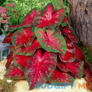 Garden State Bulb Fancy Red Flash Caladium Bulbs ECS-81