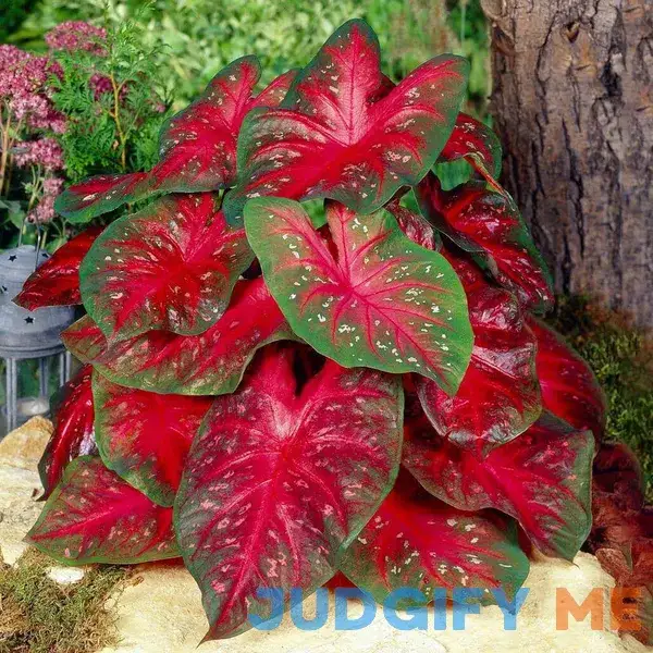 Garden State Bulb Fancy Red Flash Caladium Bulbs ECS-81 Garden State Bulb Fancy Red Flash Caladium Bulbs ECS-81