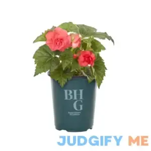 Better Homes & Gardens QT Begonia Live Plant Grower Pot Shade