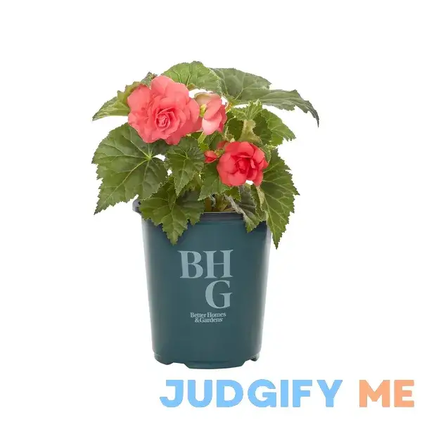 Better Homes & Gardens QT Begonia Live Plant Grower Pot Shade Better Homes & Gardens QT Begonia Live Plant Grower Pot Shade