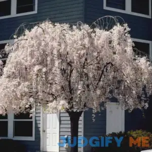 CHUXAY GARDEN Dwarf Weeping White Cherry Tree 5 Seeds Beauty