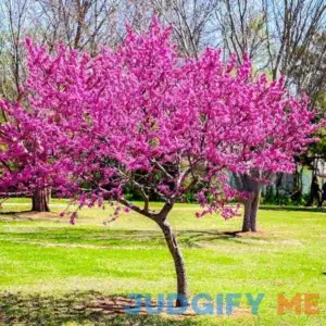 3-4 ft. Oklahoma Redbud Tree