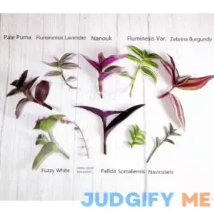 FOLIAGEMS No Root Plant cuttings from USKC (10 Different Types Wandering Jew Leave cuttings #B)