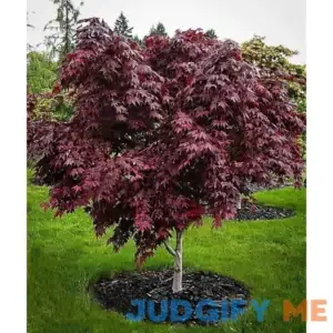 Purple Ghost Japanese Maple #1 Container