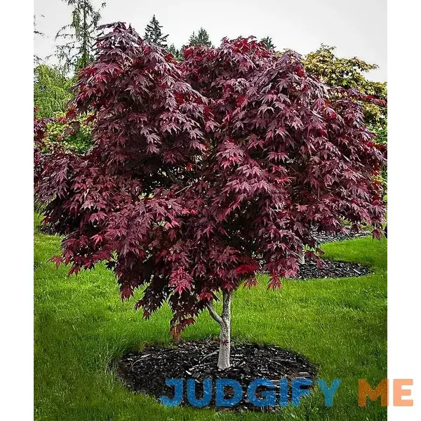 Purple Ghost Japanese Maple #1 Container Purple Ghost Japanese Maple #1 Container