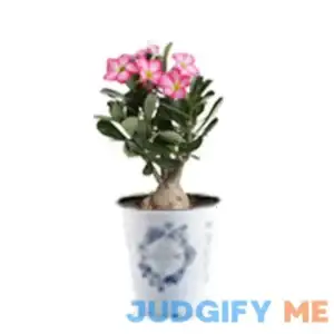 Costa Farms Desert Escape Live Indoor Multicolor Desert Rose Plant