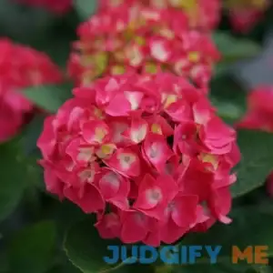 PROVEN WINNERS 4.5 in. Qt. Wee Bit Grumpy Bigleaf Hydrangea Live Plant