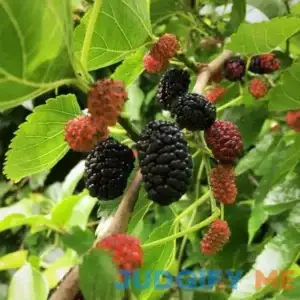 Wildlife Mulberry Tree - 4-5ft tall