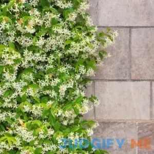 Star Jasmine The Sill