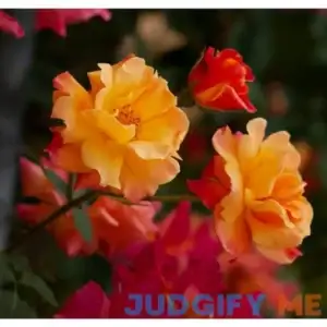 Van Zyverden Joseph's Coat Climbing Rose Root Stock