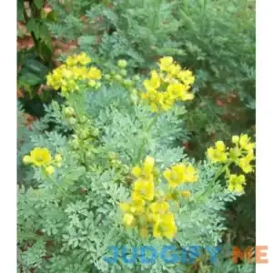 Earthcare Seeds Rue Herb of Grace 150 Seeds Heirloom