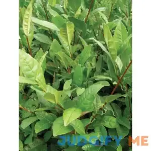 Burpee Tea Camellia Sinensis 1 Plant