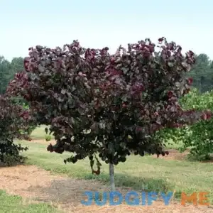 Merlot Redbud Tree Deep Purple Foliage on A Compact Form