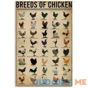 Breeds of Chickens Poster Wall Art Home Decor Vintage Iron Painting Metal Tin Signs Retro Novelty Coffee Shop Plate Warn Funny Humorous Bar Pub