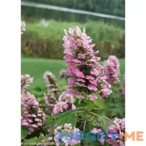 Gatsby Pink Oakleaf Hydrangea Live Shrub