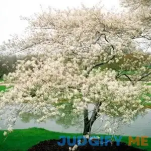 Shadblow Serviceberry - Arbor Day Foundation