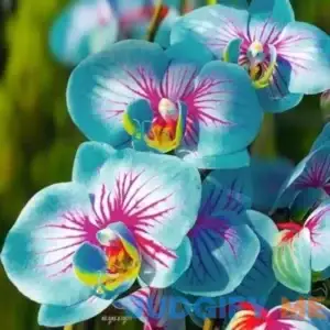 BasqueStore Fresh Seeds - 25 Seeds Blue & Pink Orchids Flowers Garden Plant