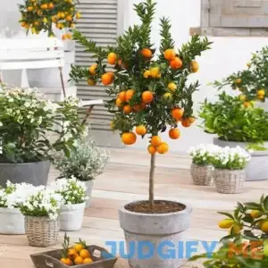 Brighter Blooms Owari Satsuma Mandarin Tree No Shipping to Al