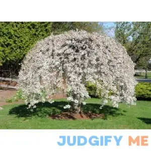 Shidare Yoshino Japanese Weeping Cherry Tree - White Flowering Live Plant Shipped 2 Feet Tall by DAS Farms (No California)