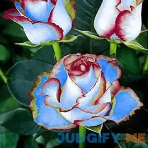 QAUZUY GARDEN 120 Hybrid Tea Rose Seeds Blue & Maron Color - Premium Double Delight Rose Seeds - Elegant Form & Hardy