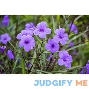 6 Purple Mexican Petunia Plants Ruellia Brittoniana Perennial Well Rooted Plants Shrub Garden