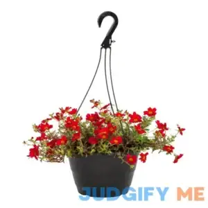 1.25 Gal. Portulaca Orange Red