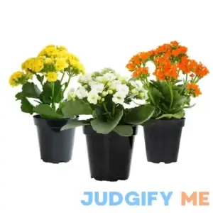 Kalanchoe Live Succulents Plants Live Flowers Kalanchoe Plant Live Succulent Plants