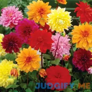 Van Zyverden Dahlia Dinnerplate Mix Dormant Bulb Full Sun