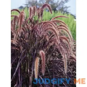 Burpee Ornamental Grass Pennisetum 4 Plants