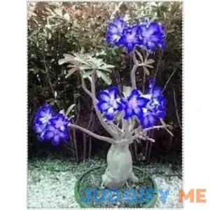 MITRAEE 2 Blue White Desert Rose Adenium Flower Seeds