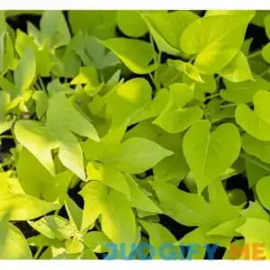 Marginata Lime Sweet Potato Vine Starter Plant