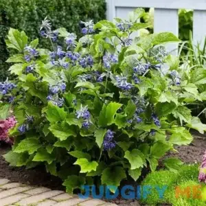 Brighter Blooms New Love Clematis Shrub