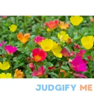 Moss Rose Seeds for Planting 1