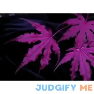 Purple Ghost Japanese Maple Acer palmatum Purple Ghost 2 - Year Live Tree