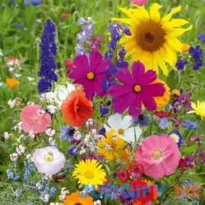 Eden Brothers Fairytale Flower Seed Mix